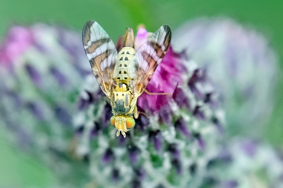 Insekten Sachsen