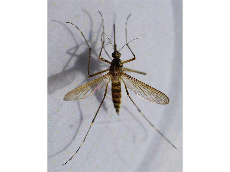 Culiseta annulata discount