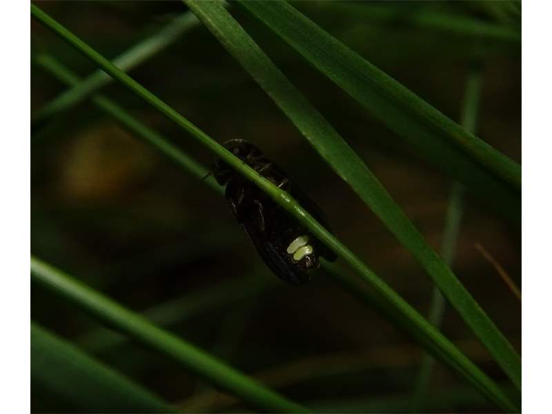 Insekten Sachsen