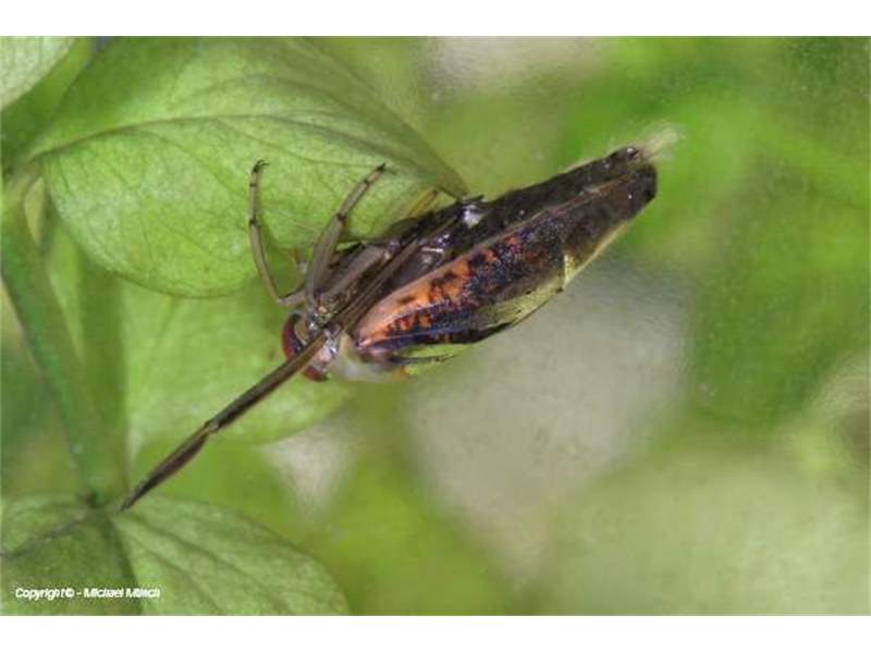 Insekten Sachsen