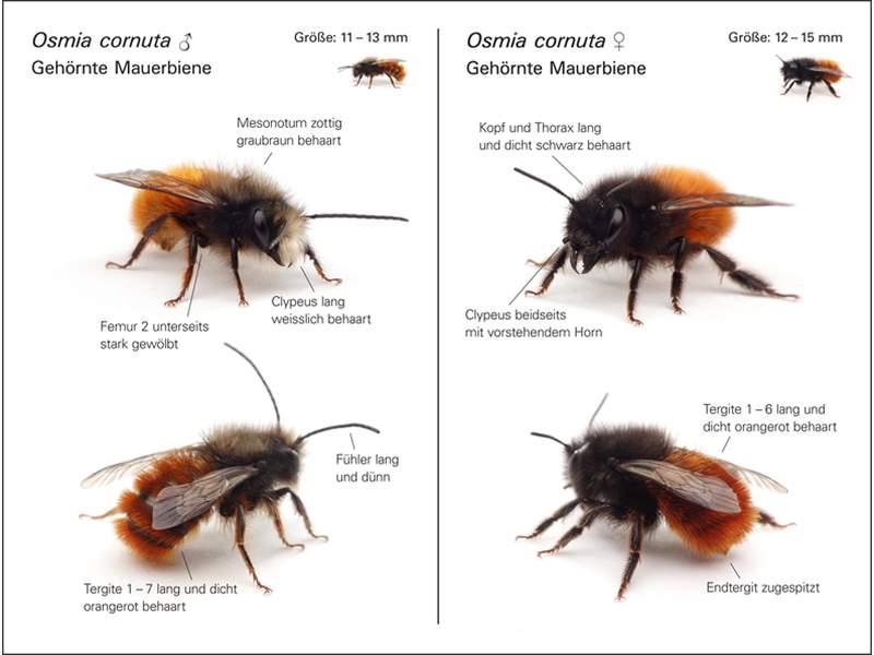 Bildergebnis fÃ¼r osmia cornuta