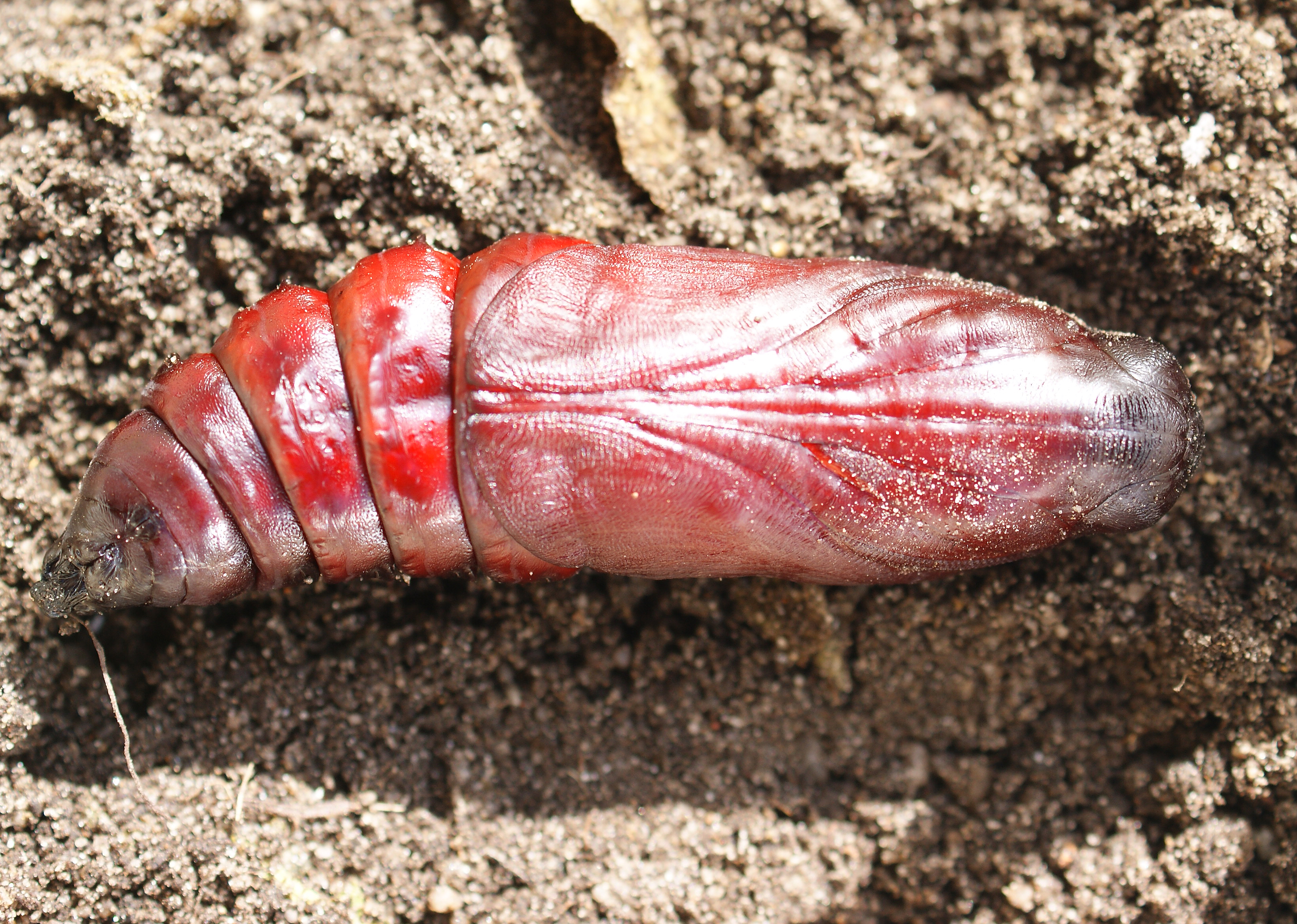 Insekten Sachsen