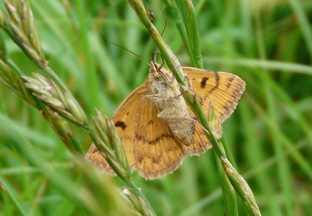 Insekten Sachsen