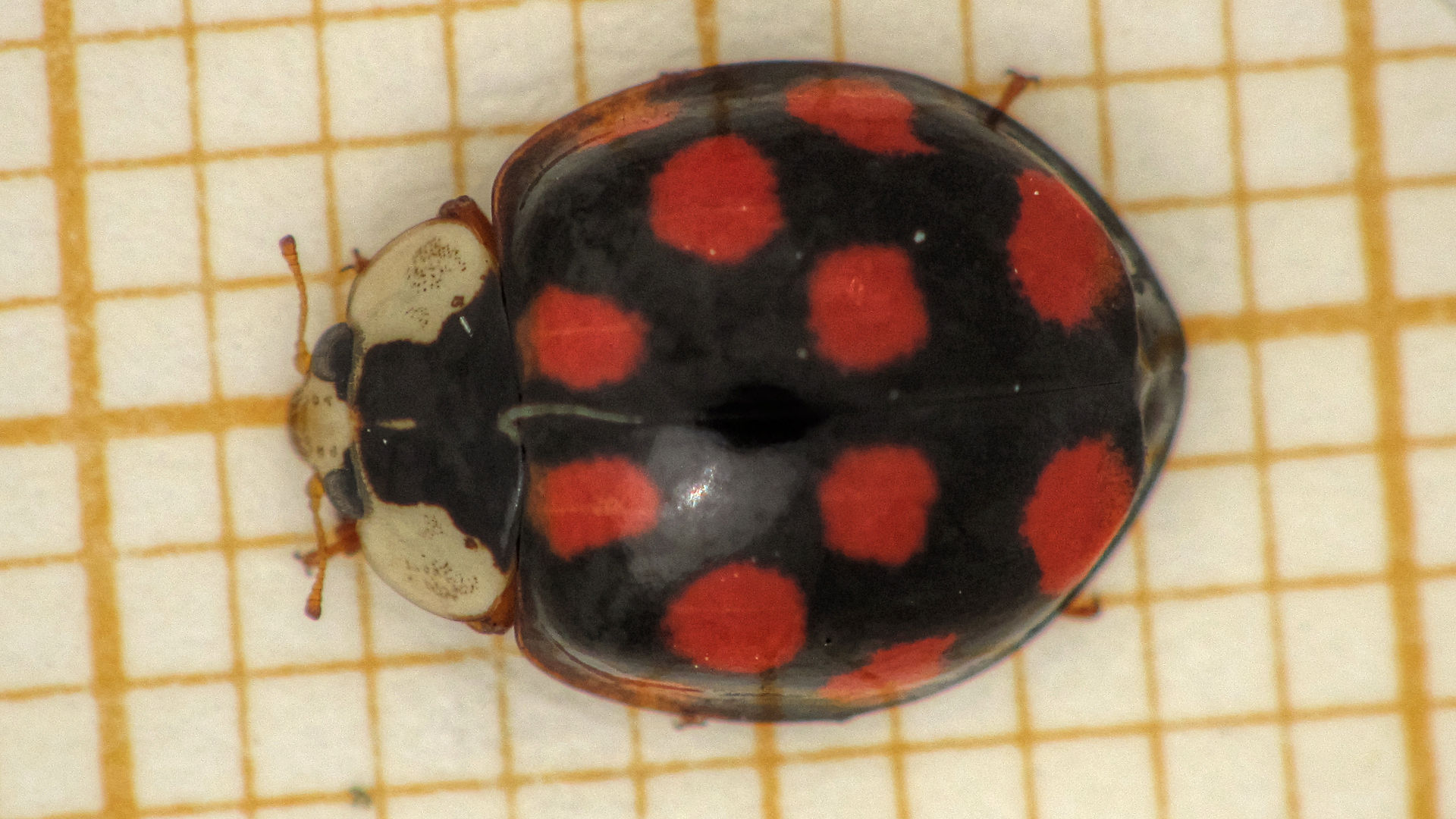 Insekten Sachsen