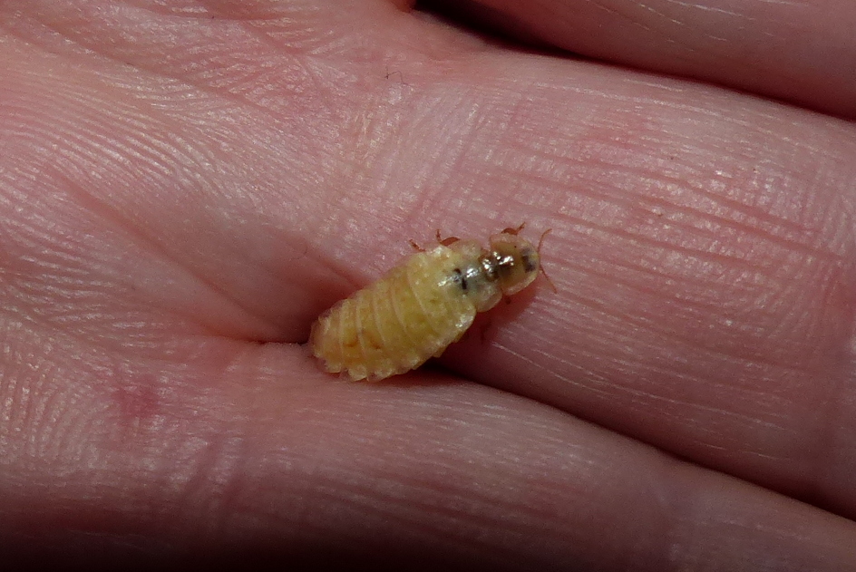 Insekten Sachsen