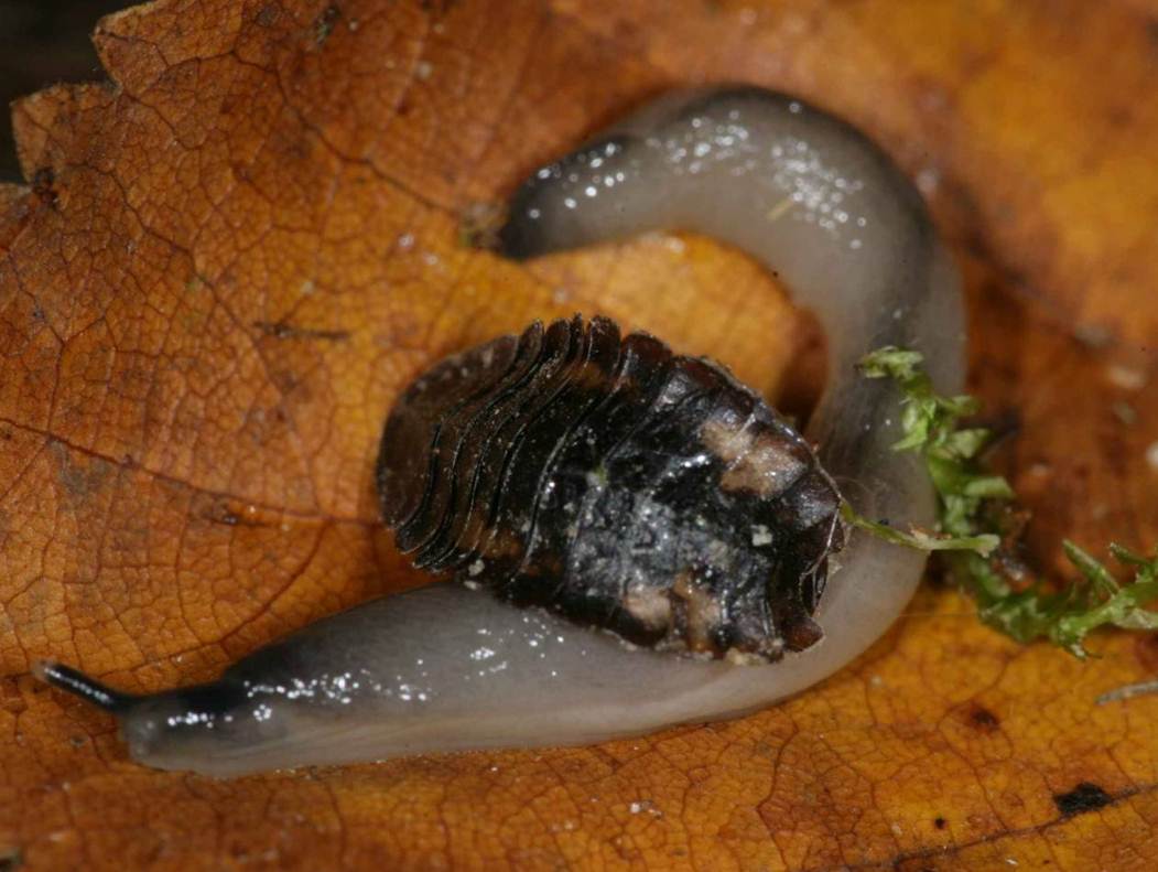 Insekten Sachsen