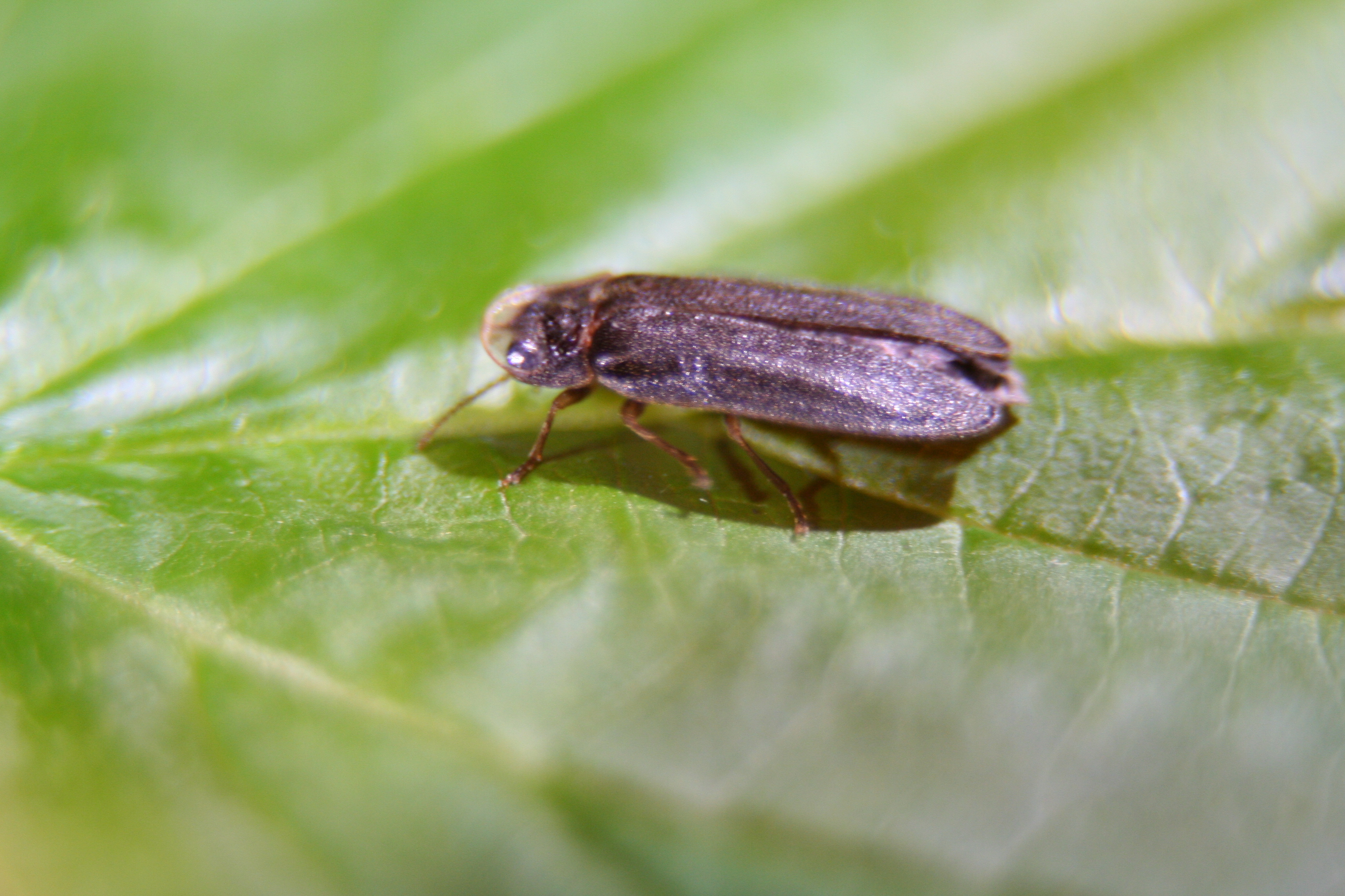 Insekten Sachsen