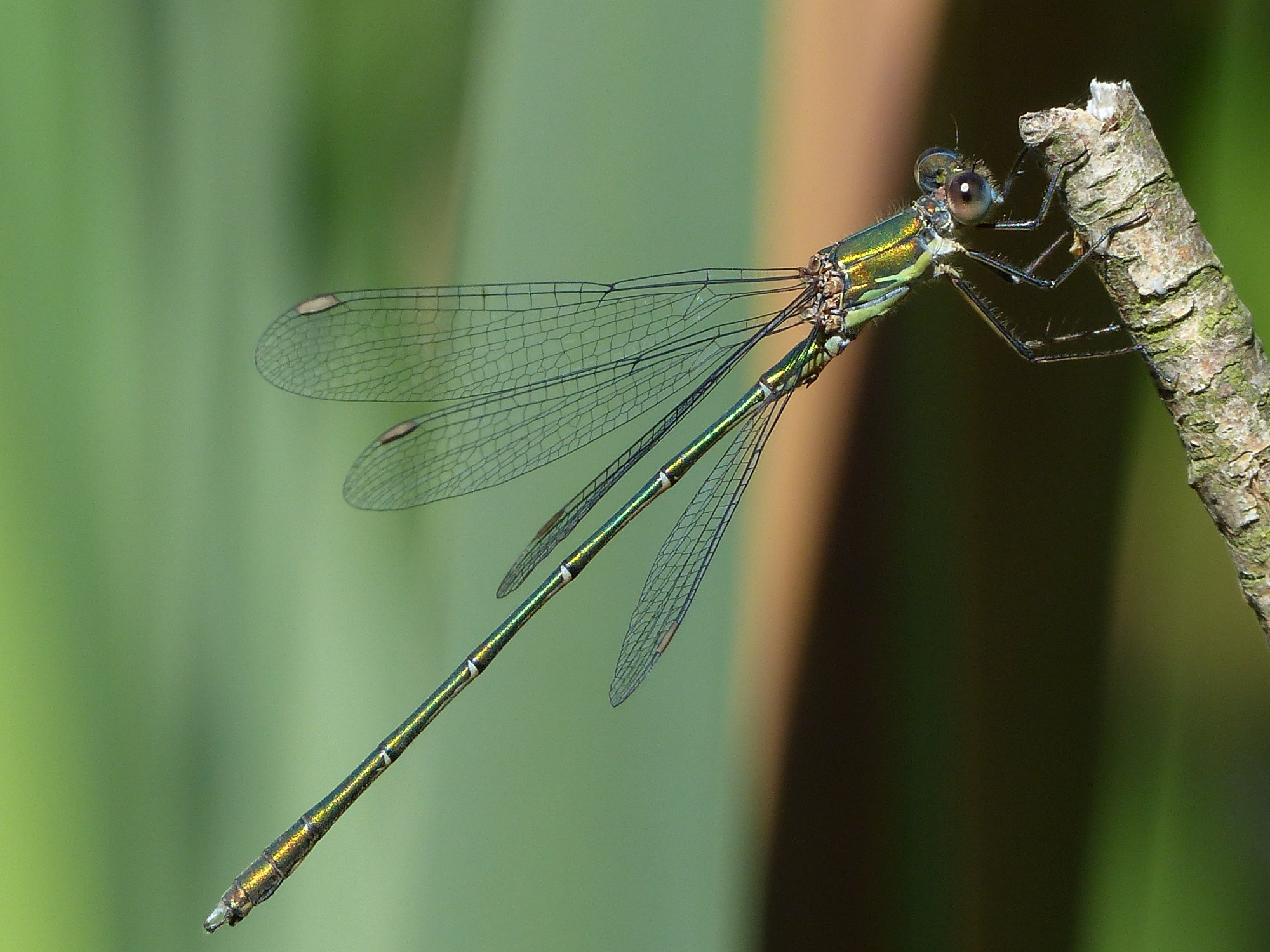 Insekten Sachsen